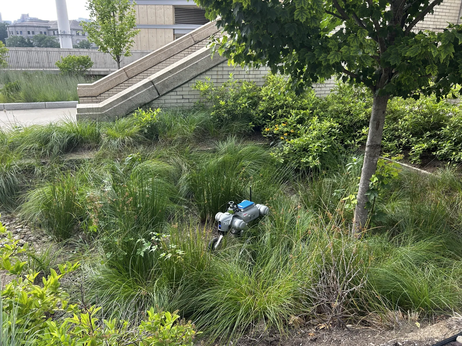 Simon driving through tall grass at the field site