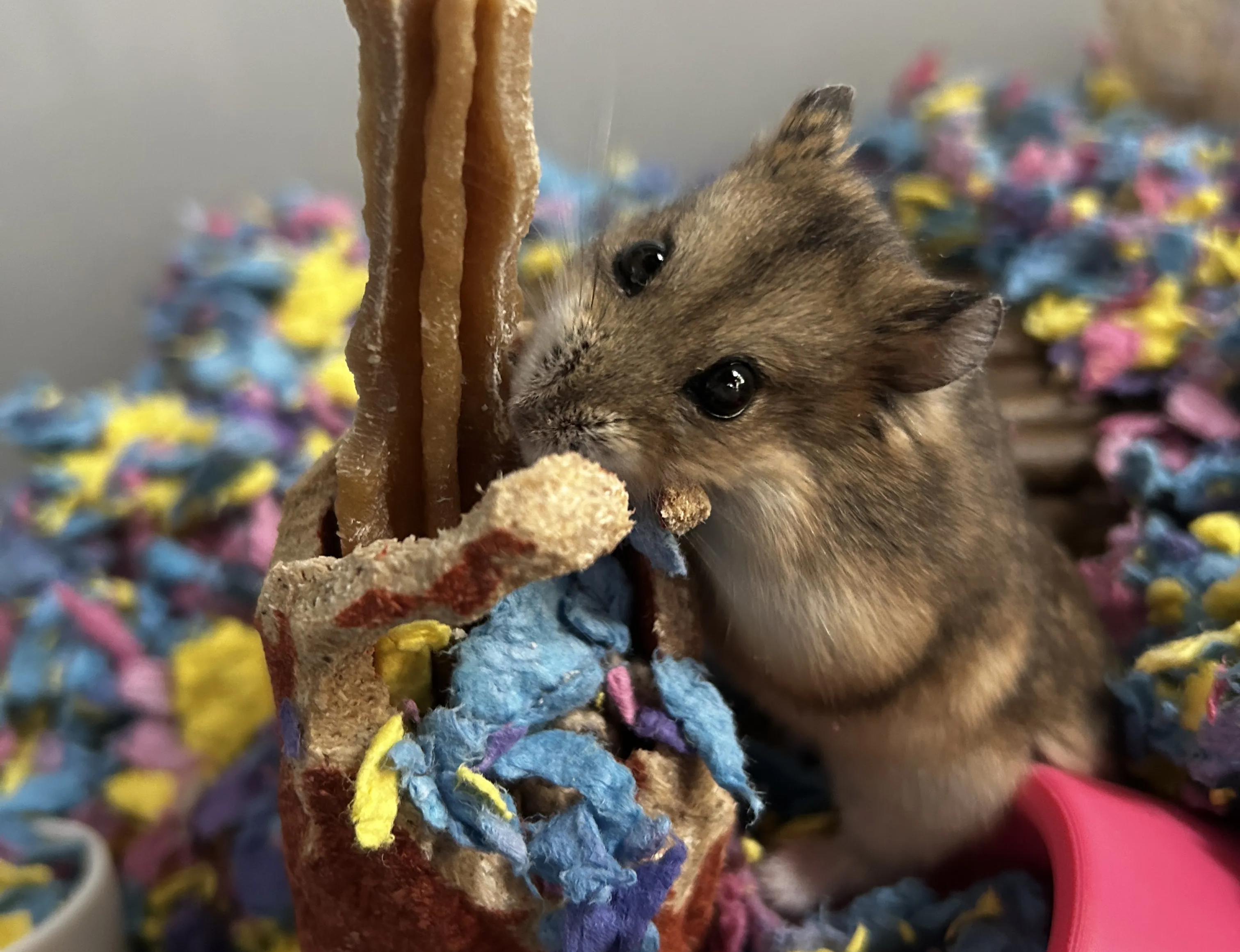 Calcifer — Chief Pilot